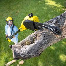 Best Tree Maintenance Programs  in Apple Valley, OH